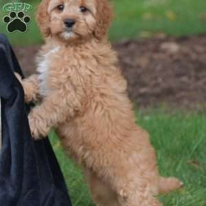 Jasper, Cavapoo Puppy